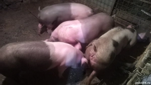 Porci de vanzare intre 70 si 100 kg 15 lei