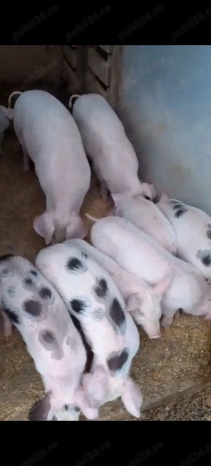 Purcei 10 săptămâni  - imagine 2