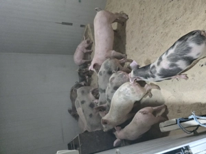 vand purcei  - imagine 4