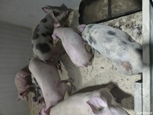 vand purcei  - imagine 5