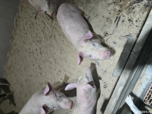 vand purcei  - imagine 3