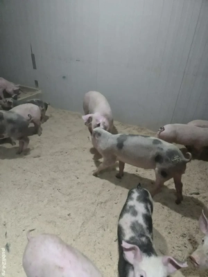 vand purcei  - imagine 2