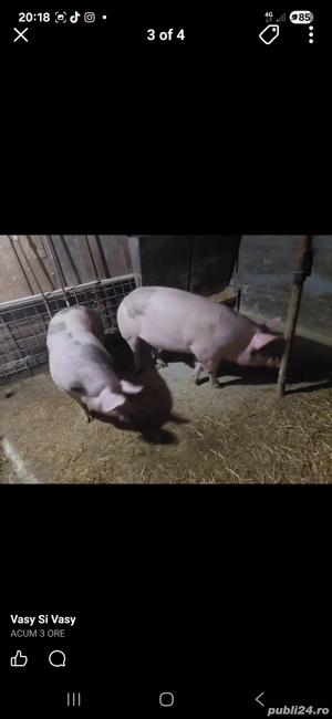 vând porci de carne