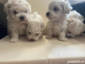 Vand puiuti Bichon Maltez - imagine 2