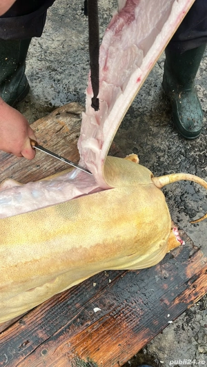 Porci de vanzare - imagine 2