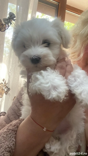 Vand puiuti Bichon Maltez - imagine 3