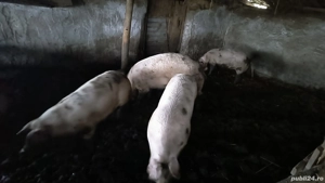 Porci de vanzare - imagine 5
