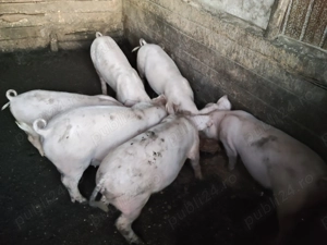 Vand porci de rasa - imagine 2