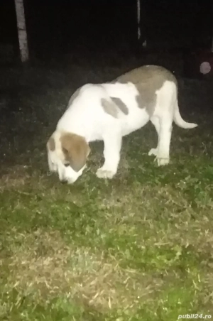 Mascul Ciobanesc de Asia Centrala  - imagine 2