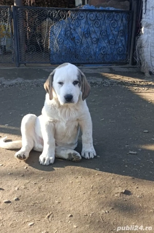 Mascul Ciobanesc de Asia Centrala 