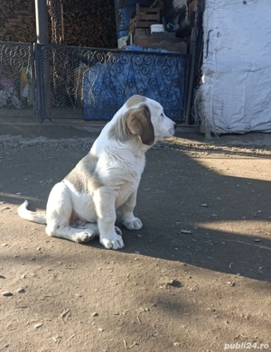 Mascul Ciobanesc de Asia Centrala  - imagine 3