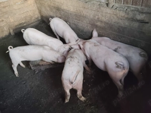 Vand porci de rasa - imagine 5
