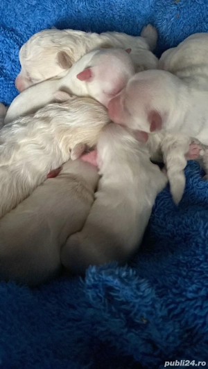 Vand puiuti Bichon Maltez - imagine 6