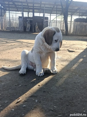 Mascul Ciobanesc de Asia Centrala  - imagine 4