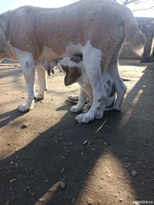 Mascul Ciobanesc de Asia Centrala  - imagine 5