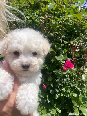 Vand puiuti Bichon Maltez - imagine 5