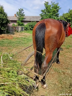 Vind iapă de 9 ani  - imagine 2
