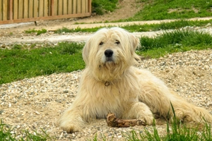 Pui ciobanesc femela  - imagine 4