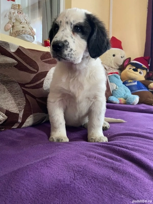 Femelă de Asia Centrala  - imagine 3