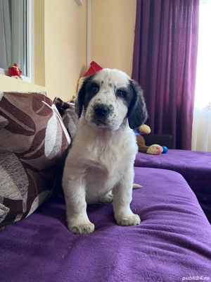 Femelă de Asia Centrala  - imagine 2