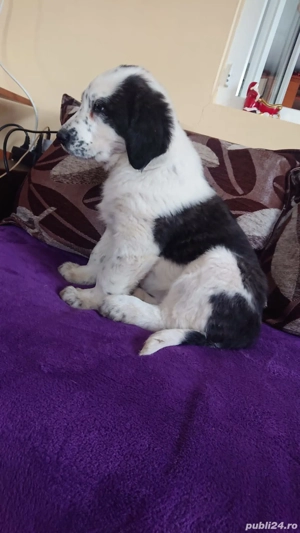 Femelă de Asia Centrala  - imagine 4