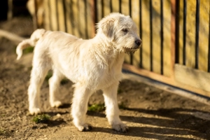 Pui ciobanesc femela  - imagine 5