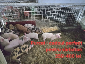 Vand purcei frumosi din rase de carne