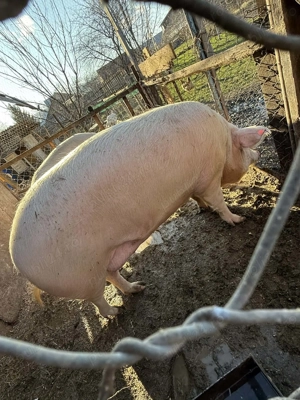 Porci crescuți în gospodărie!  - imagine 2
