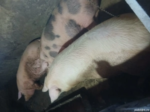 porci de carne  - imagine 2