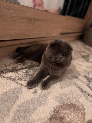 Motan scotish fold blue - imagine 2