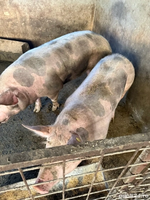 Porci de vanzare  - imagine 2