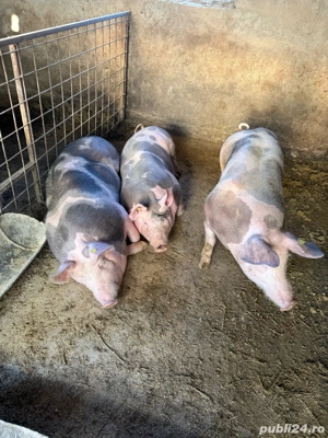 Porci de vanzare  - imagine 3