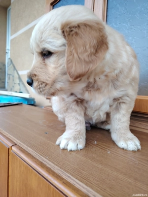Băiețel golden retriever  - imagine 2