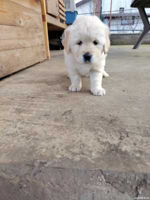 Băiețel golden retriever  - imagine 4