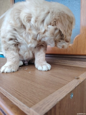 Băiețel golden retriever  - imagine 3