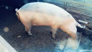 Vand porci intre  50 150 180  kg