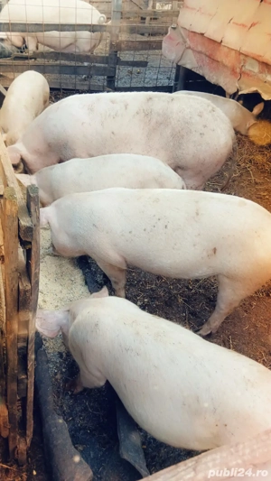 Vand porci intre  50 150 180  kg - imagine 3