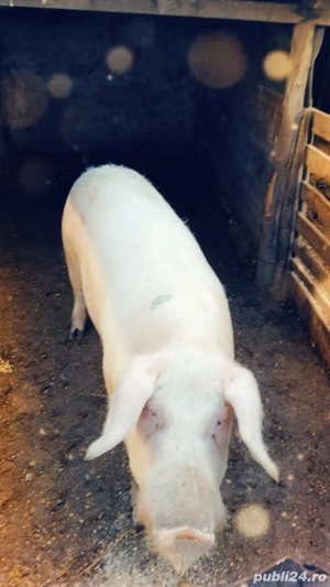 Vand porci intre  50 150 180  kg - imagine 2