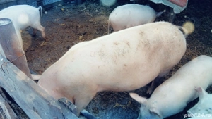 Vand porci intre  50 150 180  kg - imagine 4