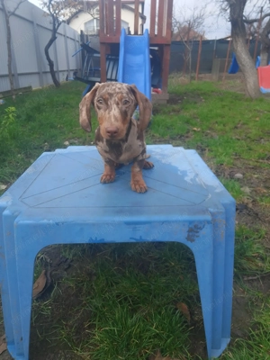 Băiețel disponibil - imagine 3