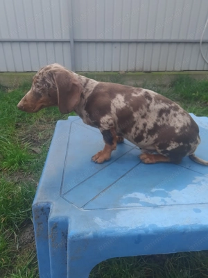 Băiețel disponibil - imagine 2