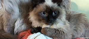 Pisică Ragdoll  - imagine 2