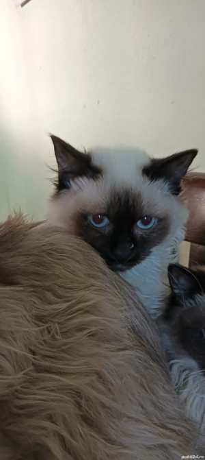 Pisică Ragdoll  - imagine 4