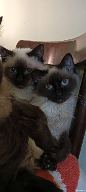 Pisică Ragdoll  - imagine 3