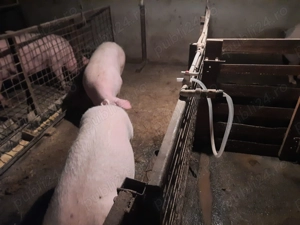Porci de vanzare  (  - imagine 2