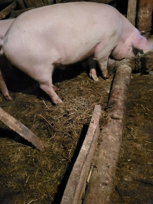 Vând grasuni si o purcea - imagine 2