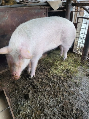 Vând grasuni si o purcea - imagine 3