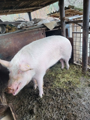 Vând grasuni si o purcea - imagine 4