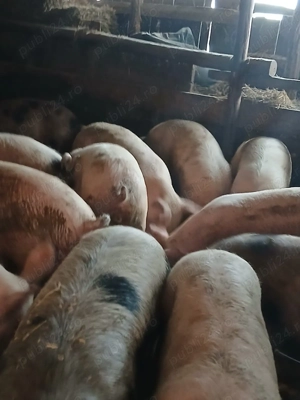 Vand porci si purcei