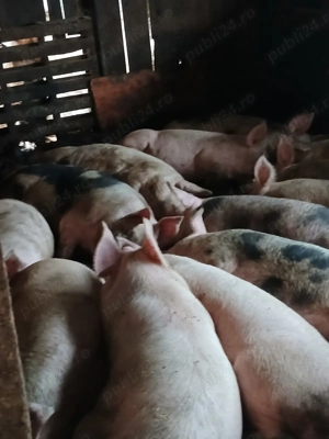 Vand porci si purcei - imagine 2